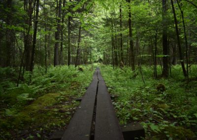Chemin de planches de bois dans la forêt
