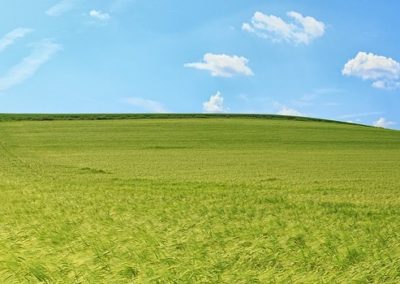 Siicht op e Feld mat engem Wee. Den Himmel ass blo mat e puer klenge Wolleken. E prominente Baam ass um Enn vum Wee ze gesinn.